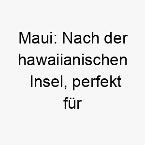 maui nach der hawaiianischen insel perfekt fuer einen hund der das leben liebt und immer bereit fuer ein abenteuer ist 22435