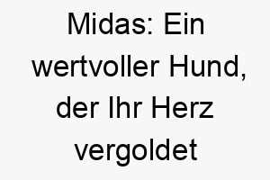 midas ein wertvoller hund der ihr herz vergoldet 22819