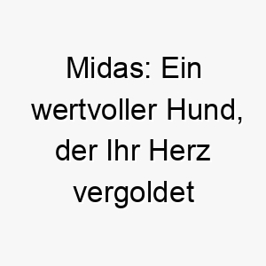 midas ein wertvoller hund der ihr herz vergoldet 22819