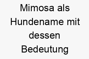 mimosa als hundename mit dessen bedeutung 16761