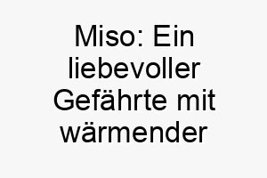 miso ein liebevoller gefaehrte mit waermender seele 22869