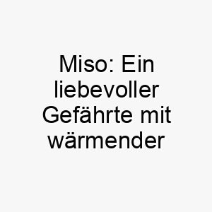 miso ein liebevoller gefaehrte mit waermender seele 22869