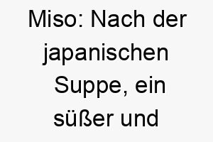 miso nach der japanischen suppe ein suesser und einfacher name fuer einen liebenswerten hund 22682