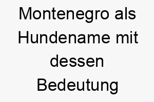 montenegro als hundename mit dessen bedeutung 16520