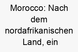 morocco nach dem nordafrikanischen land ein exotischer und abenteuerlicher name fuer einen weltoffenen hund 22678