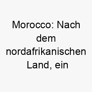 morocco nach dem nordafrikanischen land ein exotischer und abenteuerlicher name fuer einen weltoffenen hund 22678