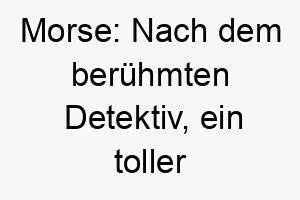 morse nach dem beruehmten detektiv ein toller name fuer einen klugen aufmerksamen hund 22394