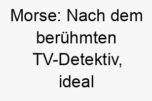 morse nach dem beruehmten tv detektiv ideal fuer einen klugen aufmerksamen hund 22448