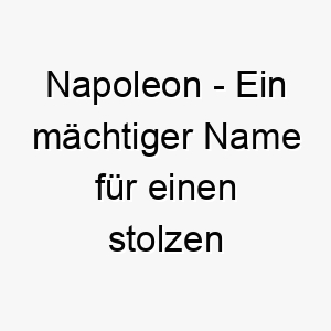 napoleon ein maechtiger name fuer einen stolzen und stuermischen hund 23241