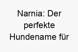 narnia der perfekte hundename fuer abenteuerlustige fellnasen 23290