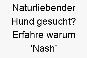 naturliebender hund gesucht erfahre warum nash der perfekte name ist 23130