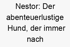 nestor der abenteuerlustige hund der immer nach hause findet 23100