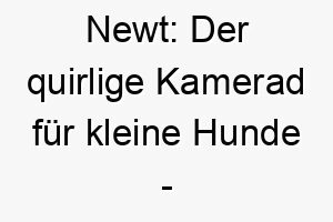 newt der quirlige kamerad fuer kleine hunde ein name wie geschaffen 23269