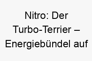 nitro der turbo terrier energiebuendel auf vier pfoten 23129