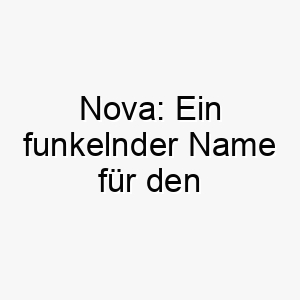 nova ein funkelnder name fuer den energiegeladenen hund 23273