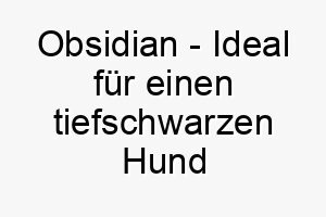 obsidian ideal fuer einen tiefschwarzen hund oder einen mit einem glaenzenden schwarzen fell 23790