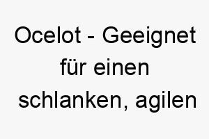 ocelot geeignet fuer einen schlanken agilen hund mit einem getigerten oder gefleckten fell 23824