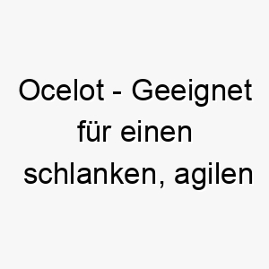 ocelot geeignet fuer einen schlanken agilen hund mit einem getigerten oder gefleckten fell 23824