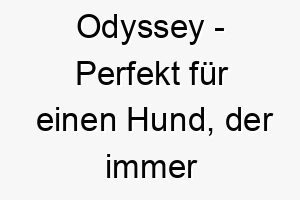 odyssey perfekt fuer einen hund der immer bereit ist ein neues abenteuer zu starten 23775