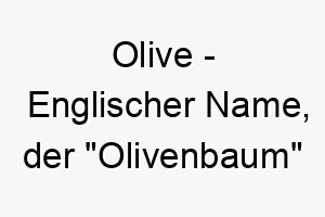 olive englischer name der olivenbaum bedeutet 7271