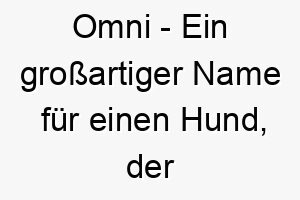 omni ein grossartiger name fuer einen hund der einfach alles kann und alles liebt 23785