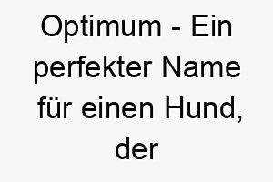 optimum ein perfekter name fuer einen hund der in allem was er tut das beste ist 23828