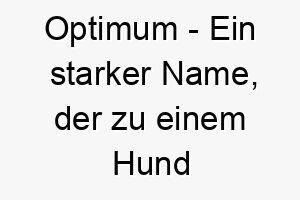 optimum ein starker name der zu einem hund passt der immer das beste gibt oder sehr leistungsfaehig ist 23935