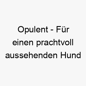 opulent fuer einen prachtvoll aussehenden hund oder einen mit einer extravaganten persoenlichkeit 23814