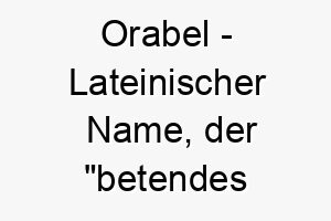 orabel lateinischer name der betendes schoenheitsgold bedeutet 7389