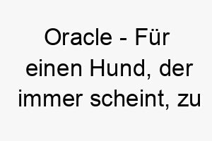 oracle fuer einen hund der immer scheint zu wissen was vor sich geht 23854