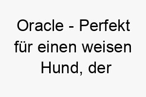 oracle perfekt fuer einen weisen hund der immer zu wissen scheint was vor sich geht 23813