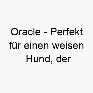 oracle perfekt fuer einen weisen hund der immer zu wissen scheint was vor sich geht 23813