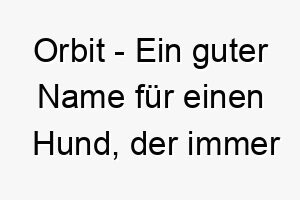 orbit ein guter name fuer einen hund der immer in bewegung ist 23776