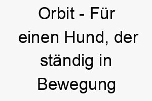 orbit fuer einen hund der staendig in bewegung ist 23893