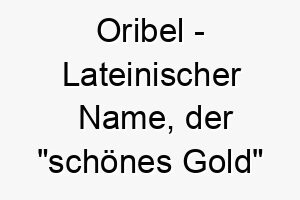 oribel lateinischer name der schoenes gold bedeutet 7416