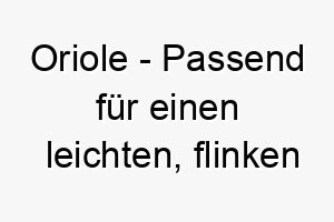 oriole passend fuer einen leichten flinken hund aehnlich wie der vogel 23862