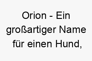 orion ein grossartiger name fuer einen hund der gerne nachts draussen ist oder eine majestaetische ausstrahlung hat 23789