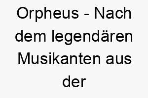 orpheus nach dem legendaeren musikanten aus der griechischen mythologie benannt passt zu einem musikalischen oder melodischen hund 23917