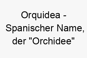 orquidea spanischer name der orchidee bedeutet 7426