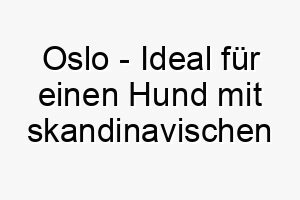 oslo ideal fuer einen hund mit skandinavischen wurzeln oder fuer einen hund der schnee liebt 23864