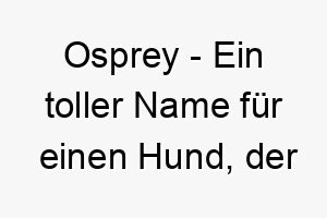 osprey ein toller name fuer einen hund der gerne voegel beobachtet oder in wassernaehe lebt 23812