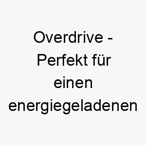 overdrive perfekt fuer einen energiegeladenen hund der immer auf hochtouren laeuft 23786