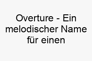 overture ein melodischer name fuer einen musikalischen oder ausdrucksstarken hund 23837