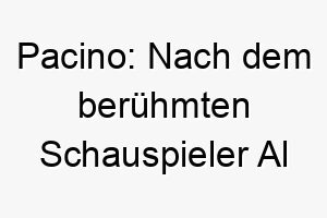 pacino nach dem beruehmten schauspieler al pacino ein grosser name fuer einen hund mit einer starken praesenz 25077