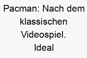 pacman nach dem klassischen videospiel ideal fuer einen hund der gerne spielt und jagt 24422