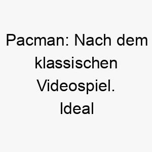 pacman nach dem klassischen videospiel ideal fuer einen hund der gerne spielt und jagt 24422