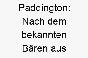 paddington nach dem bekannten baeren aus kinderbuechern ein suesser name fuer einen freundlichen liebenswerten hund 24452