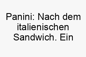 panini nach dem italienischen sandwich ein lustiger und suesser name fuer einen hund 24438