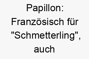 papillon franzoesisch fuer schmetterling auch der name einer hunderasse 24416