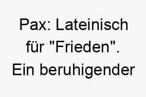 pax lateinisch fuer frieden ein beruhigender name fuer einen ruhigen sanftmuetigen hund 24741